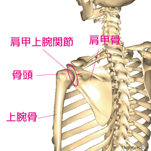 腱板炎（四十肩・五十肩）の特徴、原因、対策